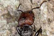 Muscleman Tree Ant (Podomyrma odae) (Podomyrma odae)